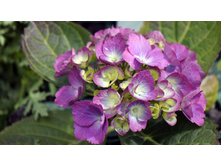 ��������� � � ������