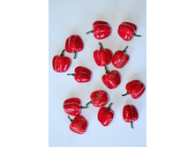 ������ ����������, �������.