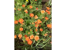 �������� ��������