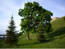 ���� � ��� ������