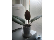 ����� �������������