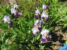 IMG 2361.JPG