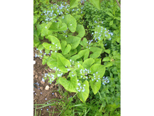 ������� ���������