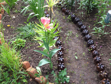 ������� ���� ��� ���� IMG 0977.JPG