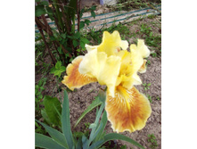 ���� �������� ������