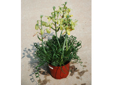 ������� ��������  ( Albuca spiralis) - 400 ���.