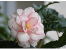 ������� ���������