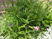 ��������� �������� � ������������ ��� ,������ ������������ �������� ������ ����