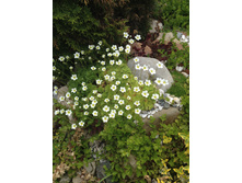 ����������� �������