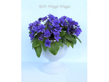 Rob's Wagga Wagga.jpg