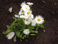 ���������� IMG 0972.JPG