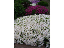 ����� ���������� �����.jpg