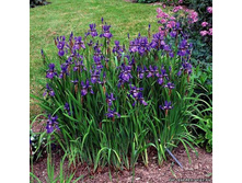 ���� ���������.jpg