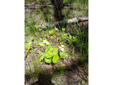 IMG 20170612 115749.jpg