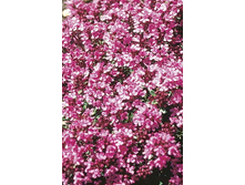 ������ �������� ��������� - Thymus serpillum Coccineus
