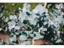 �������� ����� - Eucalyptus gunni....