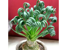 ������� ��������  ( Albuca spiralis)