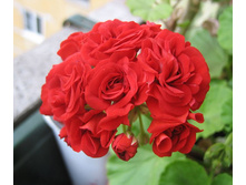 ���������� ���������� �������