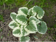 P1060286.JPG �������� ���������