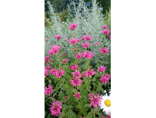 ������� �������.JPG