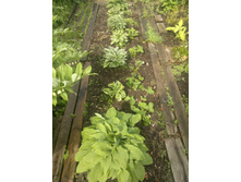 ����� "Jurassic Park"