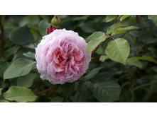 ������ ������