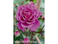 Starlet Rose Melina.jpg