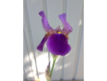 ������ �������� (����������) IMG 1061.JPG