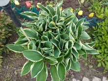 20170603 153730.jpg