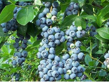 500x500.������� 290 5��.jpg