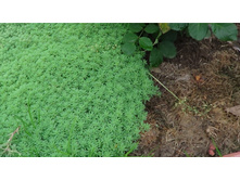 ������ ���������