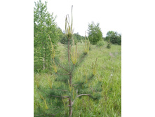 IMG 20170610 133156.jpg