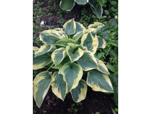 ����� "���� �����" ("������ �����".)