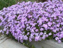 ����� ���������� ���������. ��������������.