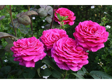 ��� ���(Big Purpl)