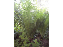 ���������� 50,00