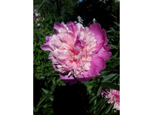 "��������� ����".