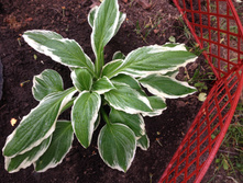 ����� IMG 0978.JPG