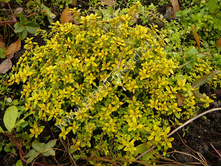 ������ �������� ����� Thymus �itriodorus Aurea