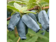 ��������� ���������