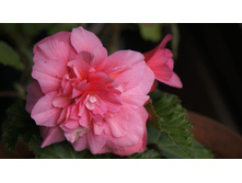 ������� ��������� Nonstop Pink