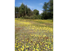 IMG 20170618 121755.jpg