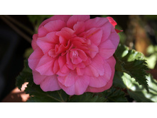 ������� ��������� Nonstop Pink