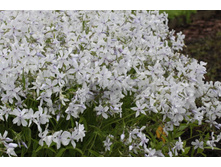 573f44af7e357 10.jpg