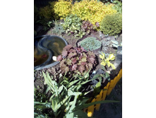 IMG 20170609 141510.jpg