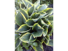 IMG 20170611 200815.jpg