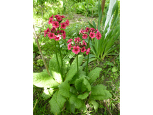 P1060275.JPG������� �������� ��� ������������� 120�.