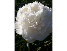 "����������"