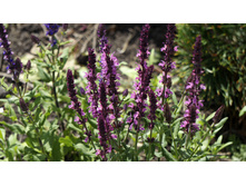 ������ ��������� ��� �������� ����