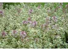 ������ ������� ���� (���������������) Thymus citriodorus Silver King